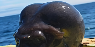 Mysterious Deep-Sea Creature Discovered: Is It an Alien Lifeform? image 10000 01