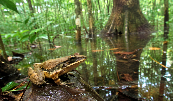 New Amazon Frog Species Revealed Through DNA and Mating Call Images 10000 01